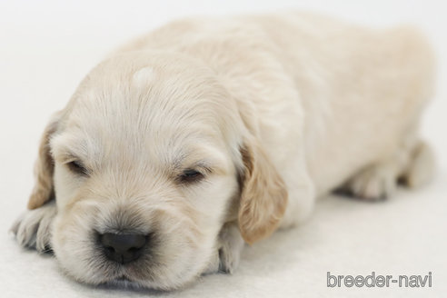 成約済の神奈川県のミックス犬-374601の1枚目